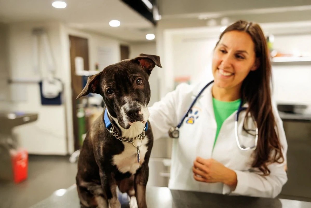 Vet with a dog